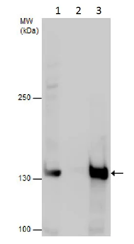 Immunoprecipitation - Anti-SMC2 antibody (AB229353)