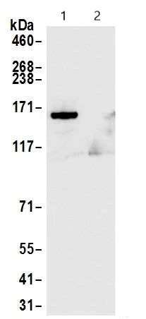 Immunoprecipitation - Anti-SMC3 antibody (AB9263)