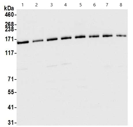 Western blot - Anti-SMC3 antibody (AB9263)