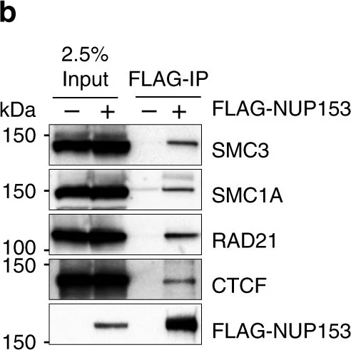 Western blot - Anti-SMC3 antibody (AB9263)