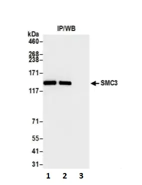 Immunoprecipitation - Anti-SMC3 antibody [BLR099G] - BSA free (AB275963)