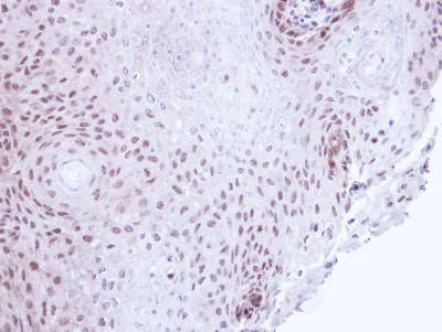 Immunohistochemistry (Formalin/PFA-fixed paraffin-embedded sections) - Anti-SMC3 antibody - C-terminal (AB155587)