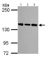 Western blot - Anti-SMC3 antibody - C-terminal (AB155587)