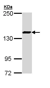 Western blot - Anti-SMC3 antibody - C-terminal (AB155587)
