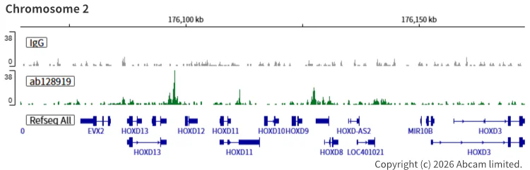 ChIC/CUT&RUN sequencing - Anti-SMC3 antibody [EPR7984] (AB128919)