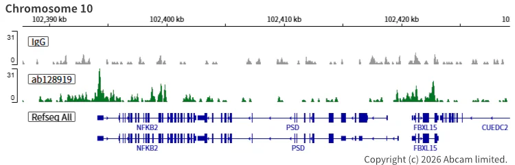 ChIC/CUT&RUN sequencing - Anti-SMC3 antibody [EPR7984] (AB128919)
