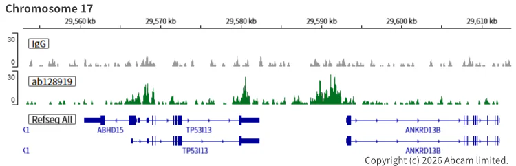 ChIC/CUT&RUN sequencing - Anti-SMC3 antibody [EPR7984] (AB128919)