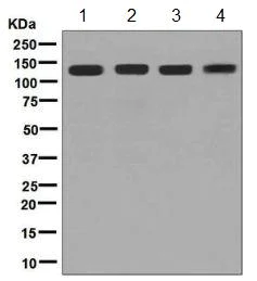 Western blot - Anti-SMC3 antibody [EPR7984] (AB128919)