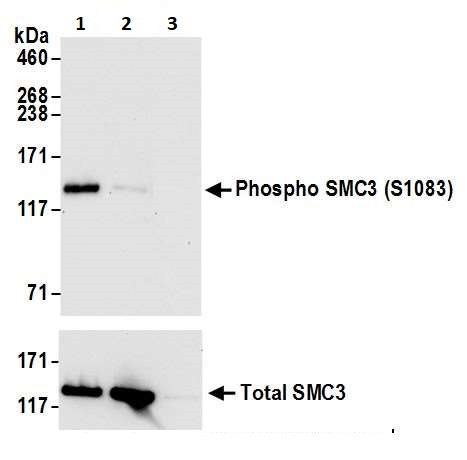 Immunoprecipitation - Anti-SMC3 (phospho S1083) antibody (AB264351)