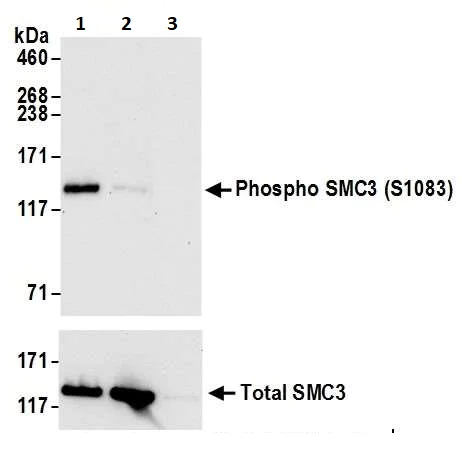 Immunoprecipitation - Anti-SMC3 (phospho S1083) antibody (AB264351)