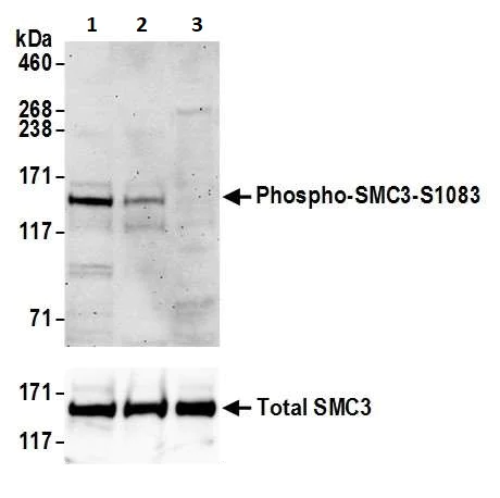 Western blot - Anti-SMC3 (phospho S1083) antibody (AB264351)