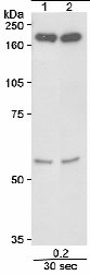 Western blot - Anti-SMC4 antibody (AB17958)
