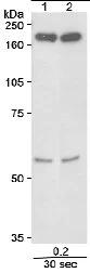 Western blot - Anti-SMC4 antibody (AB17958)
