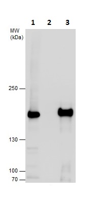 Immunoprecipitation - Anti-SMC4 antibody - C-terminal (AB229480)