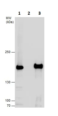 Immunoprecipitation - Anti-SMC4 antibody - C-terminal (AB229480)