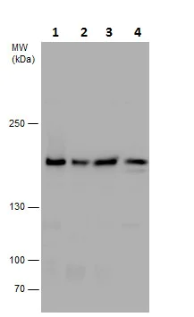 Western blot - Anti-SMC4 antibody - C-terminal (AB229480)