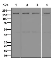 Western blot - Anti-SMC4 antibody [EPR13366] - BSA and Azide free (AB250130)
