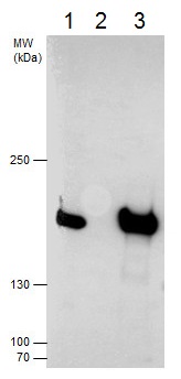 Immunoprecipitation - Anti-SMC4 antibody - N-terminal (AB229213)