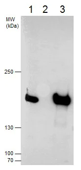 Immunoprecipitation - Anti-SMC4 antibody - N-terminal (AB229213)