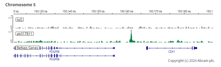 ChIC/CUT&RUN sequencing - Anti-SMCHD1 antibody [EPR27952-42] (AB317811)