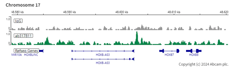 ChIC/CUT&RUN sequencing - Anti-SMCHD1 antibody [EPR27952-42] (AB317811)