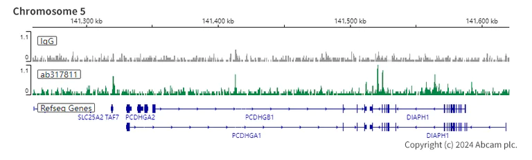 ChIC/CUT&RUN sequencing - Anti-SMCHD1 antibody [EPR27952-42] (AB317811)