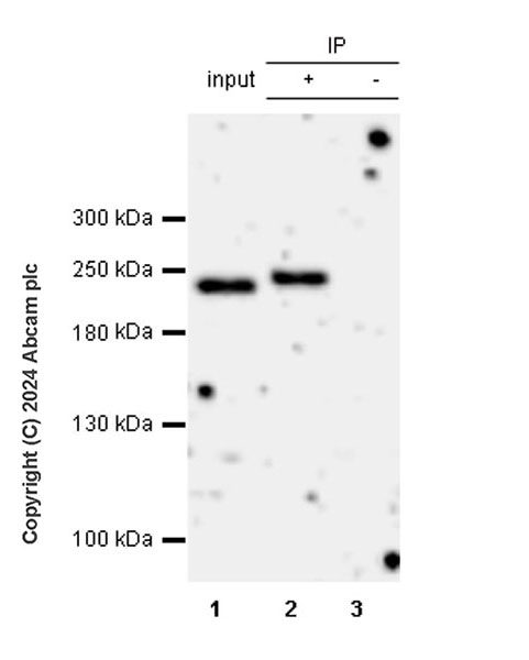 Anti-SMCHD1 antibody [EPR27952-42]