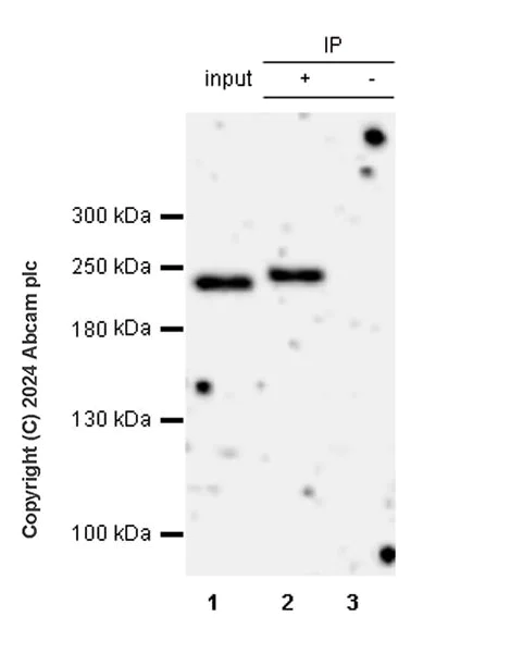 Immunoprecipitation - Anti-SMCHD1 antibody [EPR27952-42] - BSA and Azide free (AB317812)