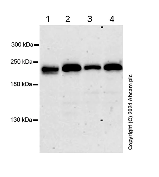 Western blot - Anti-SMCHD1 antibody [EPR27952-42] - BSA and Azide free (AB317812)