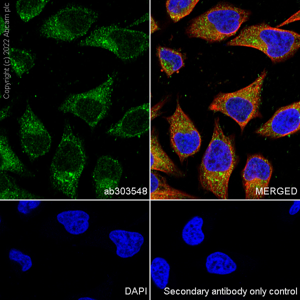 Immunocytochemistry/ Immunofluorescence - Anti-SMCR8 antibody [EPR26215-5] - BSA and Azide free (AB303549)