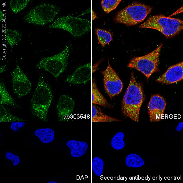 Immunocytochemistry/ Immunofluorescence - Anti-SMCR8 antibody [EPR26215-5] - BSA and Azide free (AB303549)