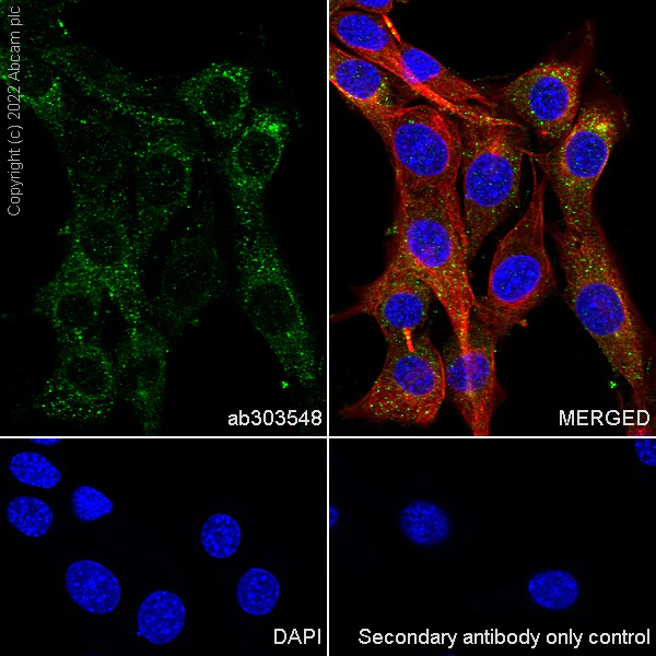 Immunocytochemistry/ Immunofluorescence - Anti-SMCR8 antibody [EPR26215-5] - BSA and Azide free (AB303549)
