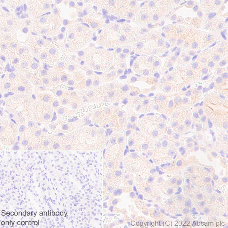Immunohistochemistry (Formalin/PFA-fixed paraffin-embedded sections) - Anti-SMCR8 antibody [EPR26215-5] - BSA and Azide free (AB303549)