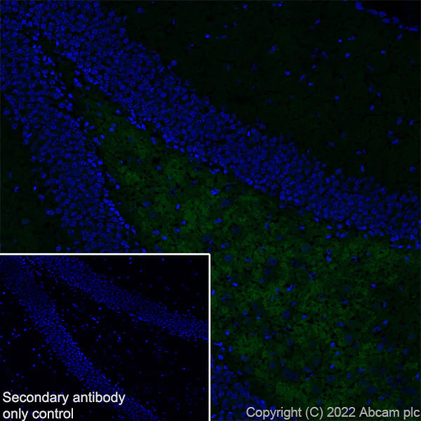 Immunohistochemistry (Frozen sections) - Anti-SMCR8 antibody [EPR26215-5] - BSA and Azide free (AB303549)
