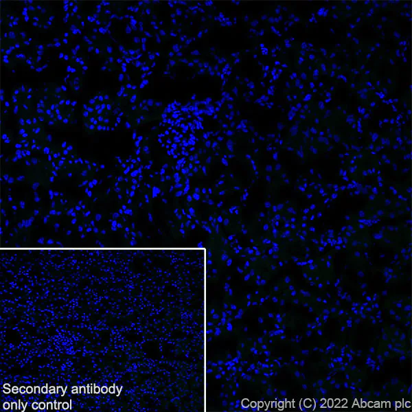 Immunohistochemistry (Frozen sections) - Anti-SMCR8 antibody [EPR26215-5] - BSA and Azide free (AB303549)