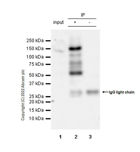 Immunoprecipitation - Anti-SMCR8 antibody [EPR26215-5] - BSA and Azide free (AB303549)