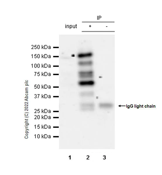 Immunoprecipitation - Anti-SMCR8 antibody [EPR26215-5] - BSA and Azide free (AB303549)