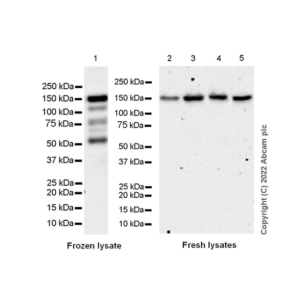Western blot - Anti-SMCR8 antibody [EPR26215-5] - BSA and Azide free (AB303549)