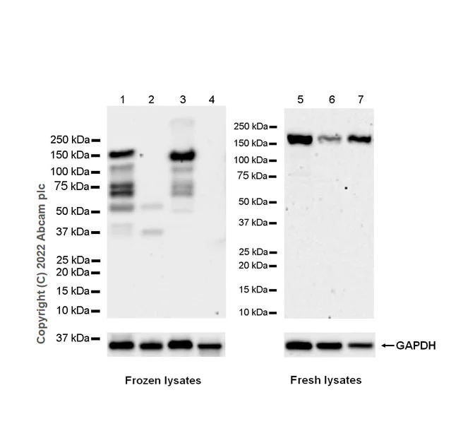 Western blot - Anti-SMCR8 antibody [EPR26215-5] - BSA and Azide free (AB303549)