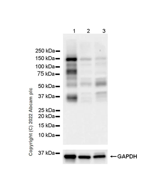 Western blot - Anti-SMCR8 antibody [EPR26215-5] - BSA and Azide free (AB303549)