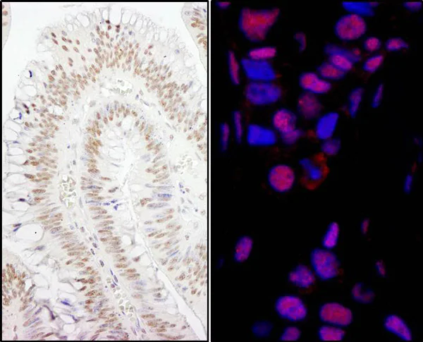 Immunohistochemistry (Formalin/PFA-fixed paraffin-embedded sections) - Anti-Smek1 antibody (AB70635)