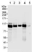 Western blot - Anti-Smek1 antibody (AB70635)