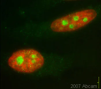 Immunocytochemistry/ Immunofluorescence - Anti-Smg1 antibody (AB30916)