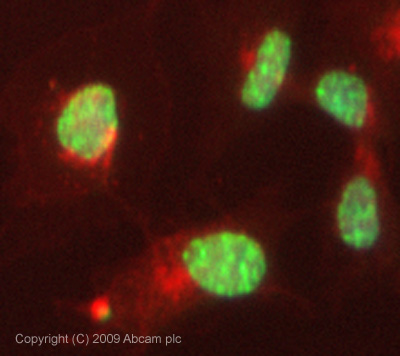 Immunocytochemistry/ Immunofluorescence - Anti-Smg1 antibody (AB30916)