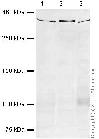 Western blot - Anti-Smg1 antibody (AB30916)