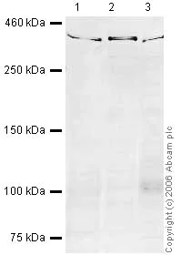Western blot - Anti-Smg1 antibody (AB30916)