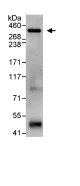 Immunoprecipitation - Anti-Smg1 antibody (AB80600)