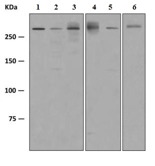 Western blot - Anti-Smg1 antibody [EPR4591(2)] (AB151730)