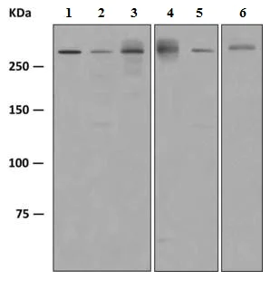 Western blot - Anti-Smg1 antibody [EPR4591(2)] - BSA and Azide free (AB249047)