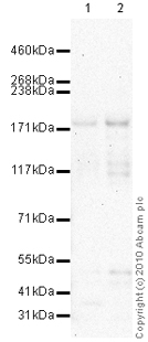 Anti-SMG6 antibody